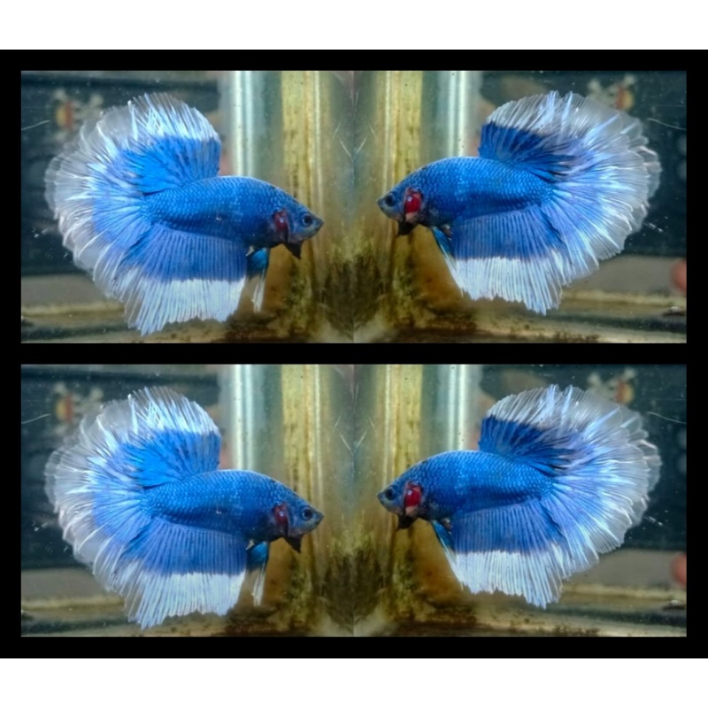 Blue Butterfly