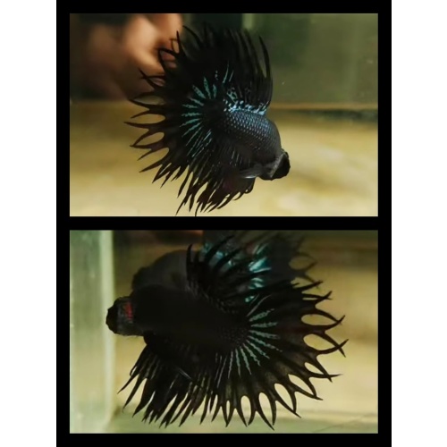 King Crown Tail Black