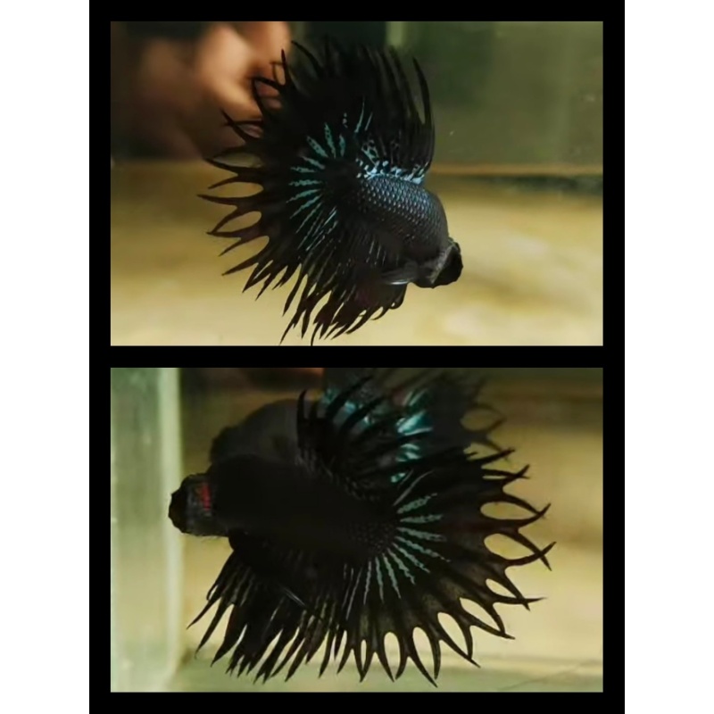 King Crown Tail Black