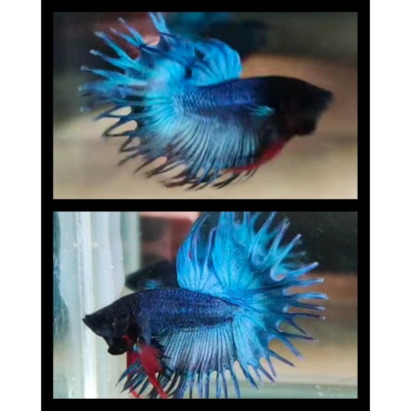 Crowntail Tosca
