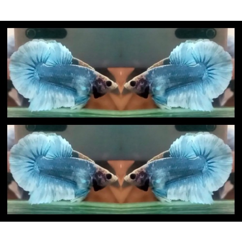 Grizzle Ice