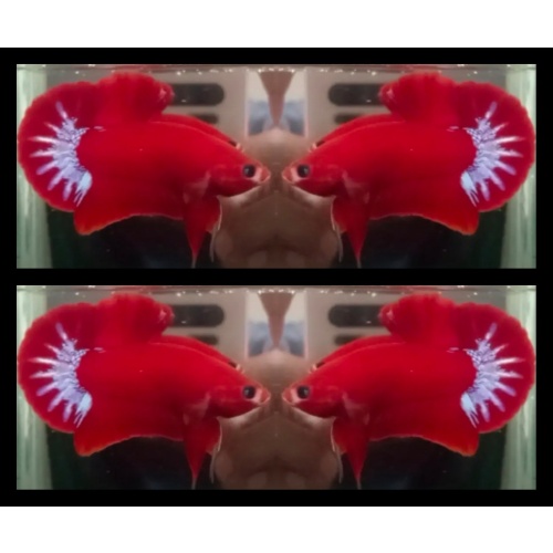 Red Star