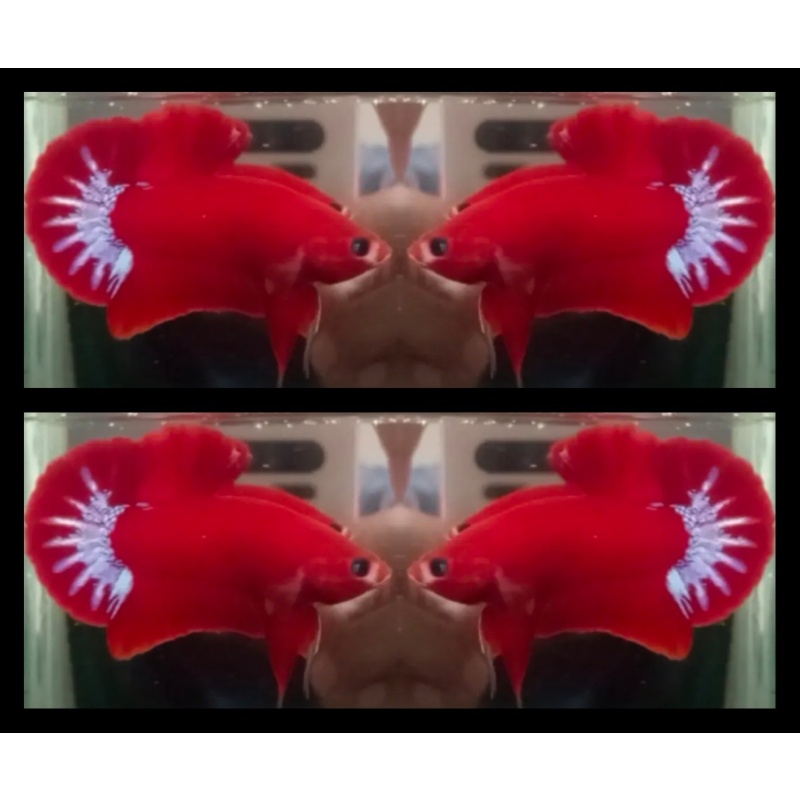 Red Star