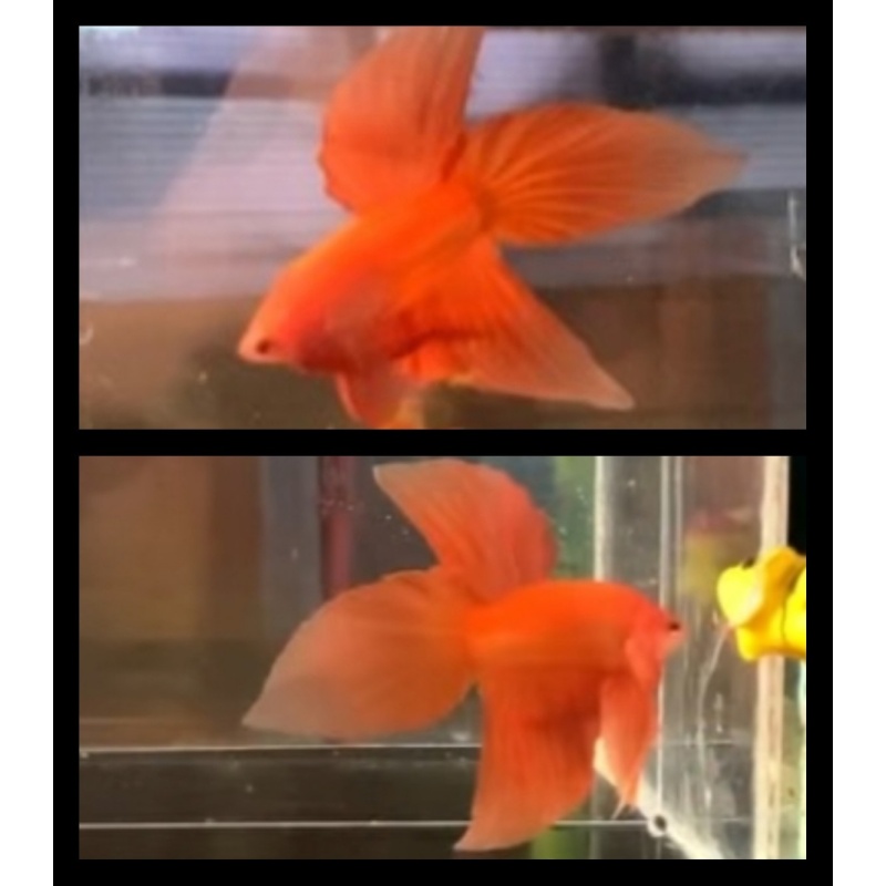 Super Orange Vieltail 1