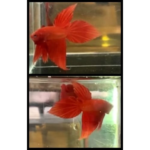 Super Red Vieltail 2
