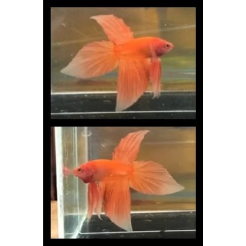Super Orange Vieltail 2