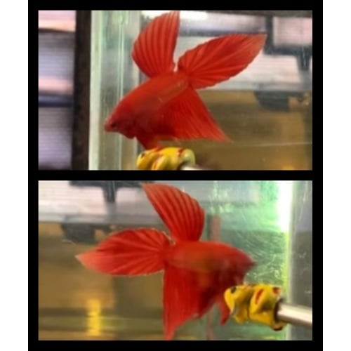 Super Red Vieltail 1