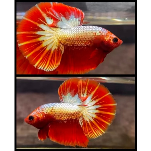 Red FCCP