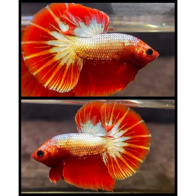 Red FCCP