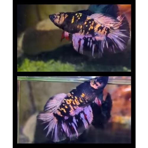 Female Avatar Copper Purple