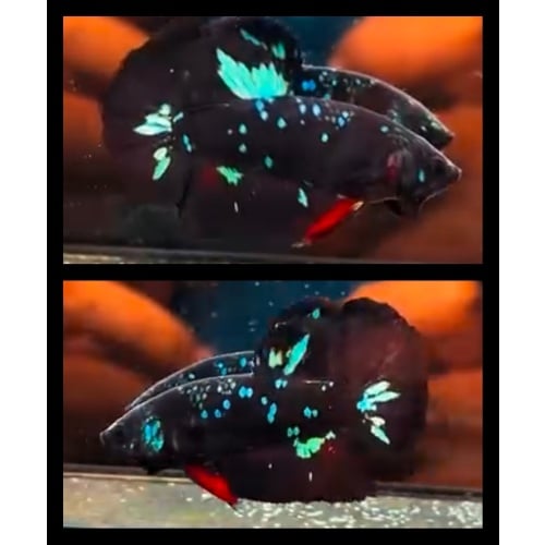 Avatar Glitter