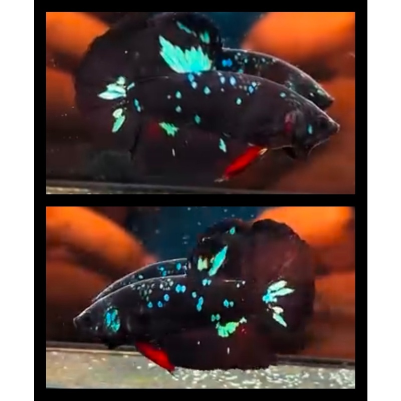 Avatar Glitter