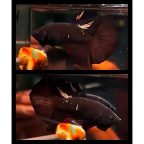 Avatar Copper