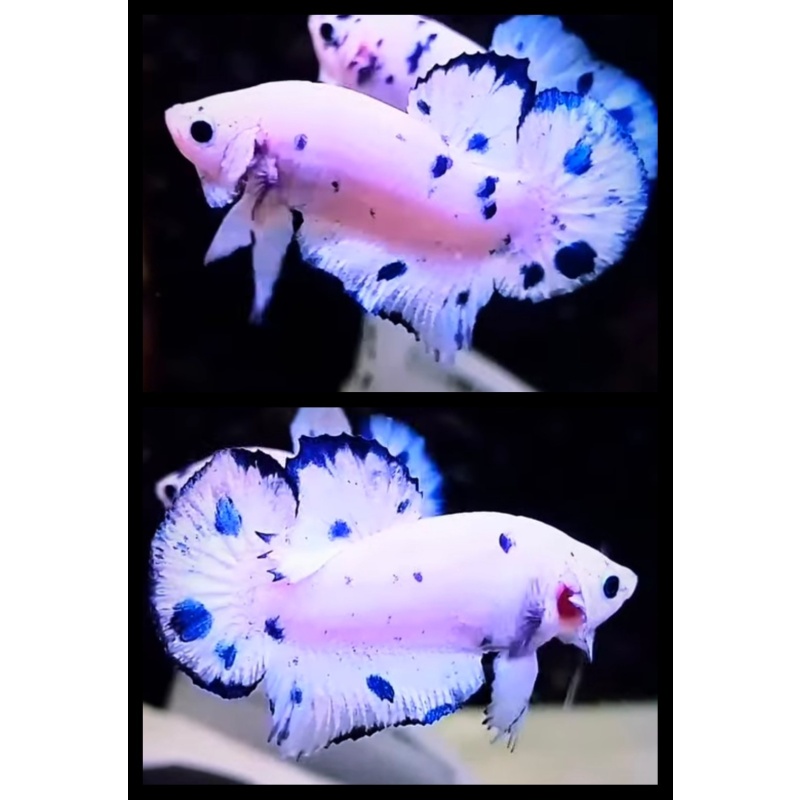 White Blue Dot