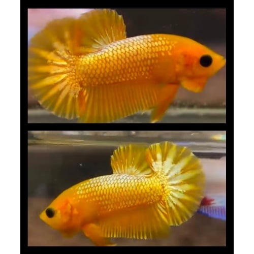 Yellow Fancy Copper