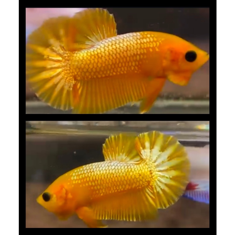 Yellow Fancy Copper