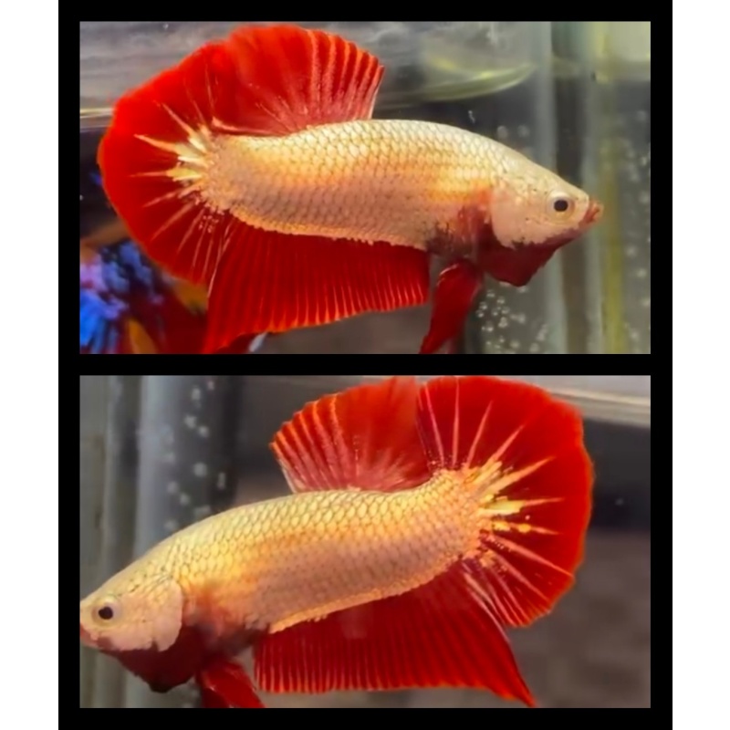 Red Dragon