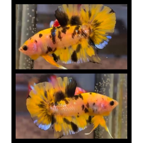 Yellow Koi Metallic 2