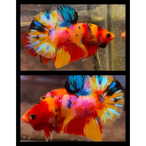 Yellow Base Multicolor Rainbow
