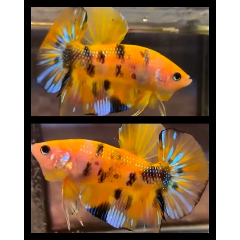 Yellow Koi Metallic 1