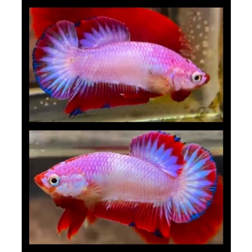 Flamingo 3