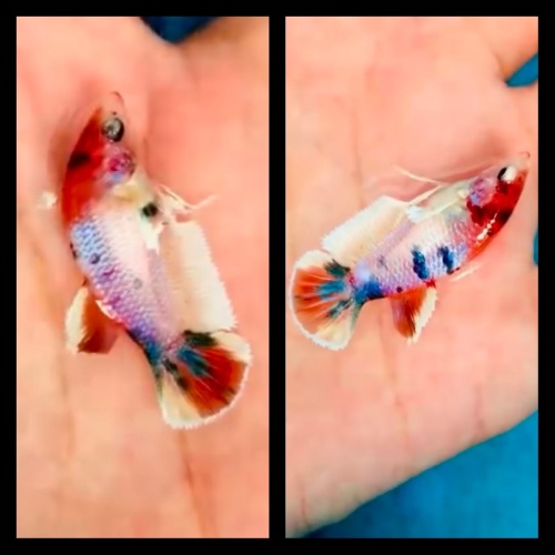 Female Sweet Candy