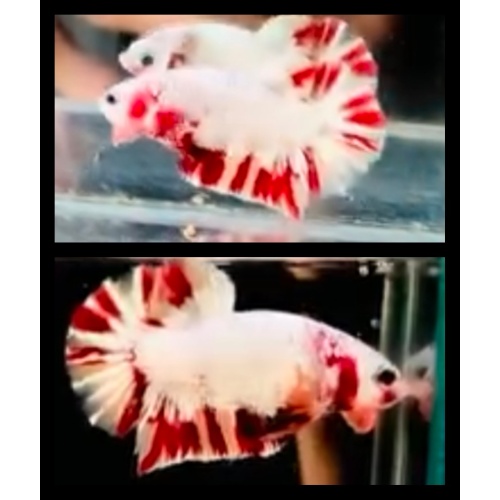 Dragon Nemo