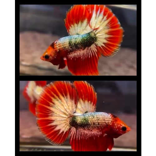 Red Fancy Copper Army