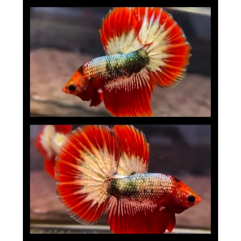 Red Fancy Copper Army