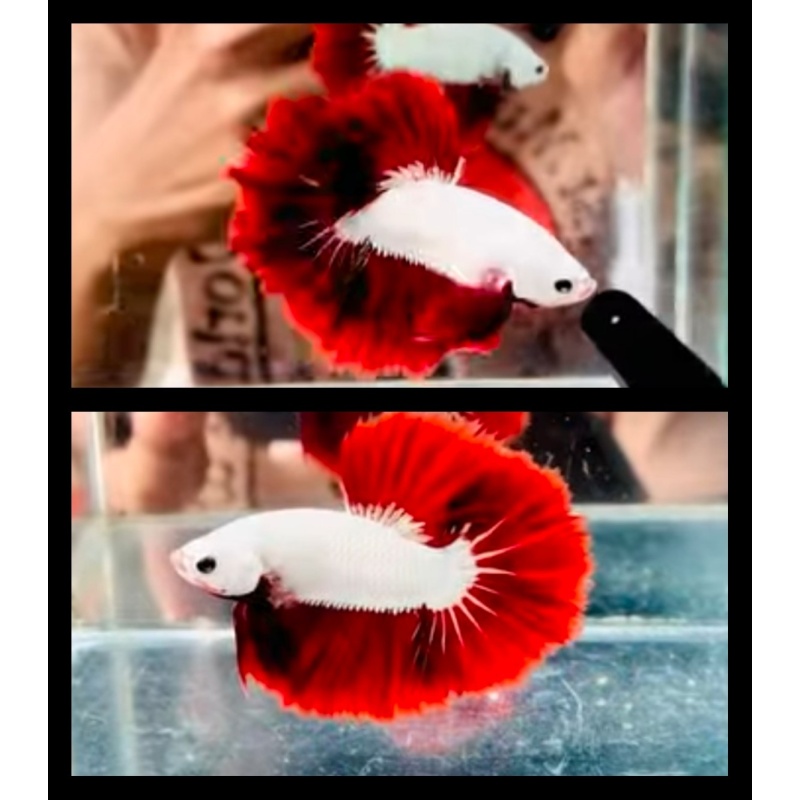Red Dragon Rosetail