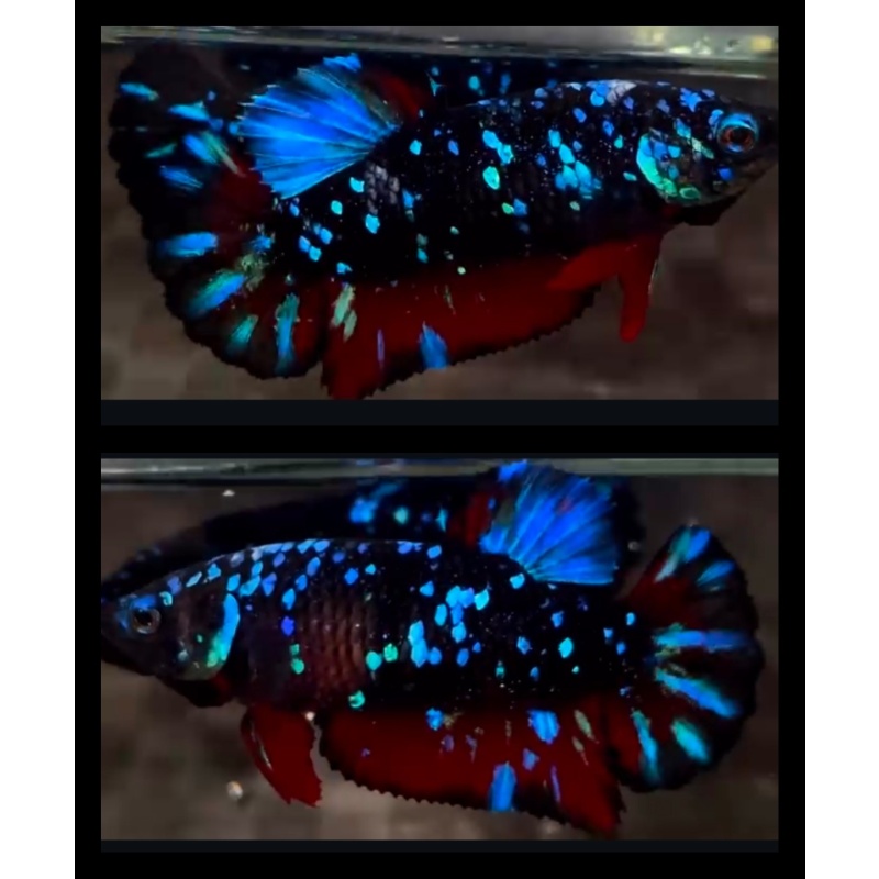 Female Avatar Blue Glitter Red Wash