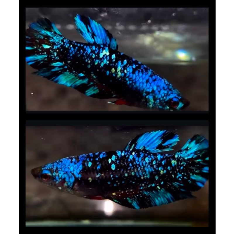 Female Avatar Blue Glitter 3