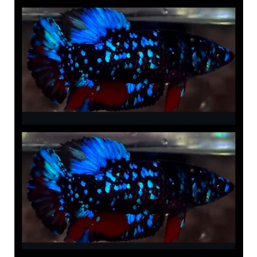 Female Avatar Blue Glitter 2