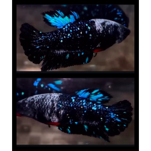 Female Avatar Blue Glitter 1