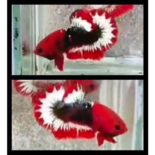 Red FCCP
