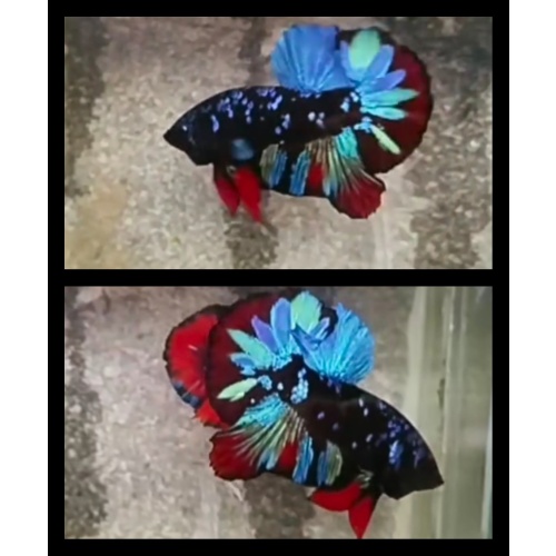 Avatar Variation