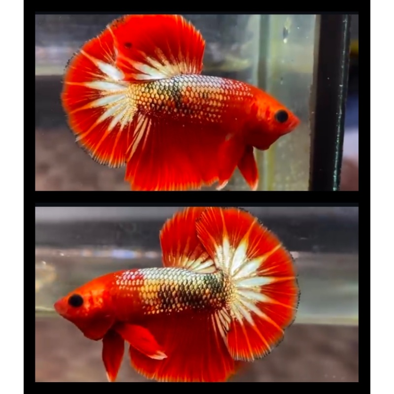 Red FCCP