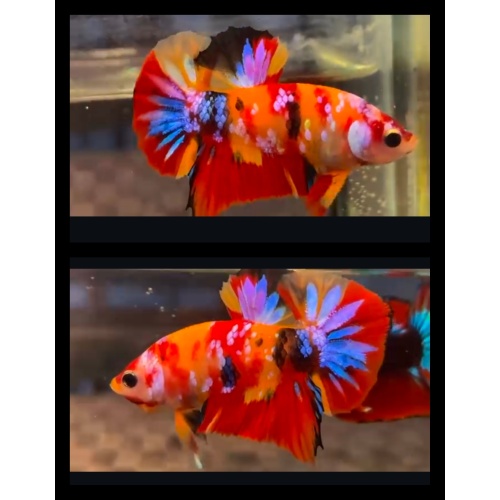 Yellow Base Nemo