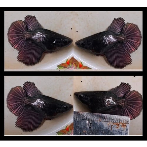 Female Copper Short body