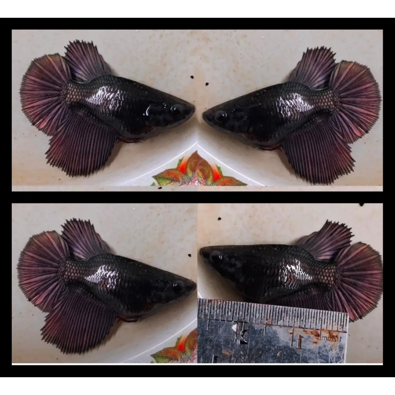 Female Copper Short body