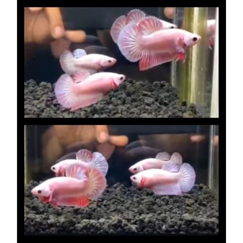 Pair Pink Flamingo