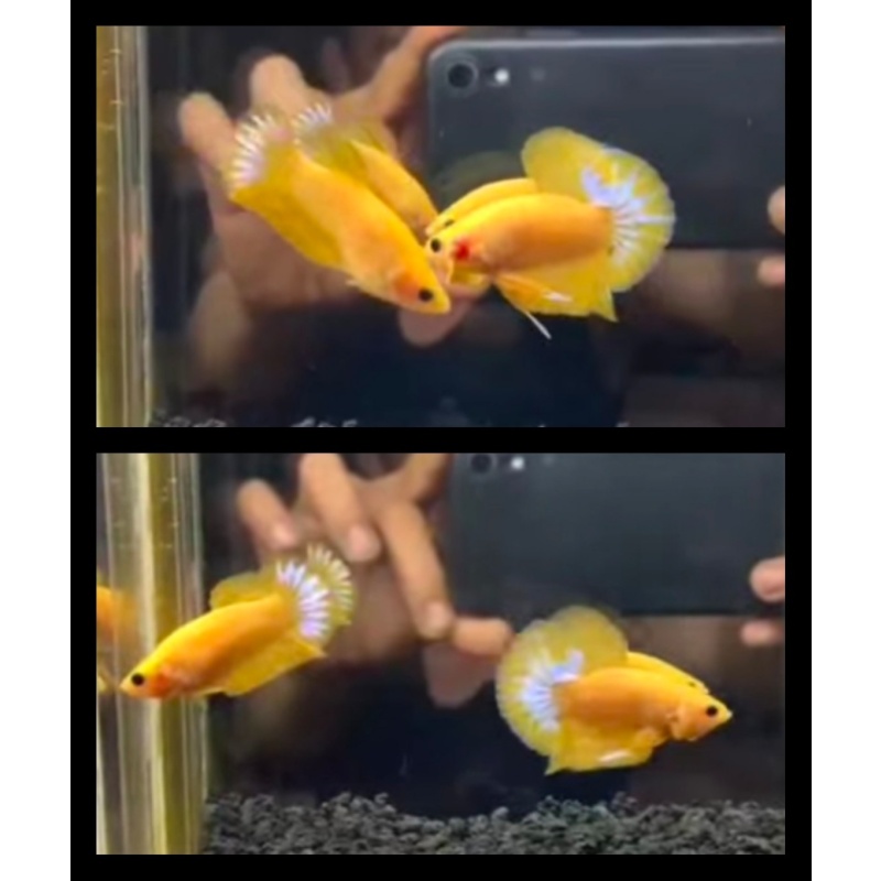 Pair Yellow Fancy White Star
