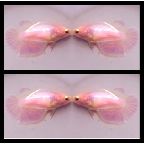 Female Pink Beautiful