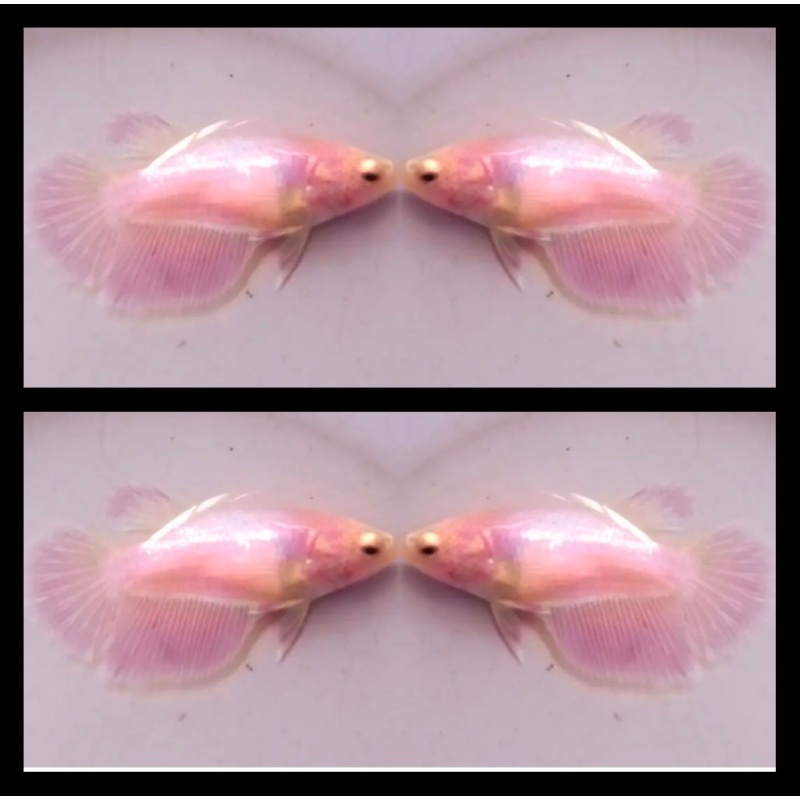 Female Pink Beautiful