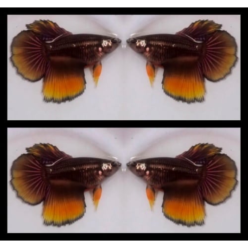 Female Yellow Copper