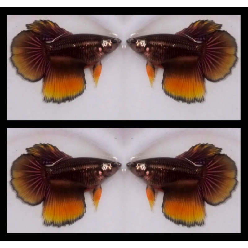 Female Yellow Copper