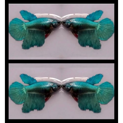 Female Steel Blue