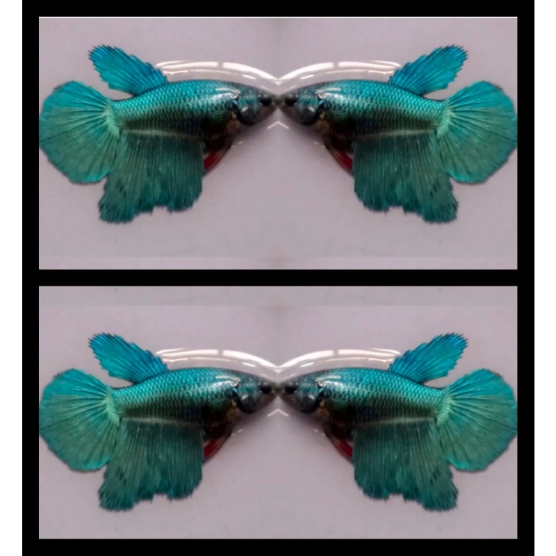 Female Steel Blue