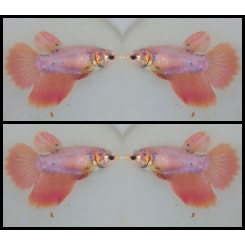 Female Orange Grizzle