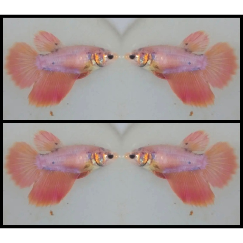 Female Orange Grizzle